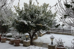 Lemon tree in snow